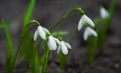 White snowdrop flower, close up