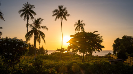 Fototapeta na wymiar Sunset behind palms in Zanzibar, Tanzania, Africa