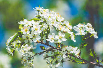 There are many white flowers on the cherry tree. Fluffy delicate petals on thin twigs and green leaves. Spring mood and beautiful nature.