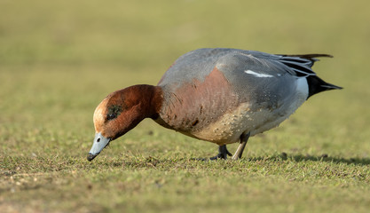 Wigeon Feeding on Grass