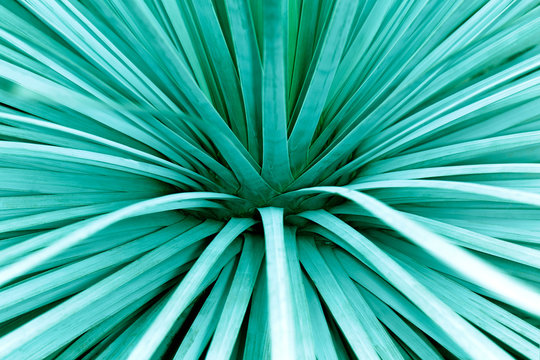 photo of botanical flower, blue green background