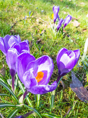 Close up of crocuses in a park