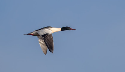 Goosander Flying