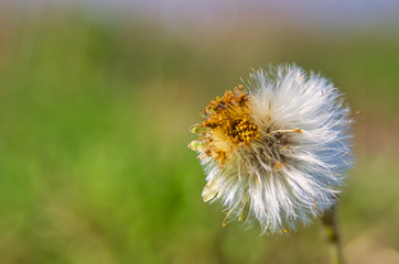 Dandelion Flower