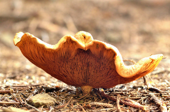 Paxillus rubicundulus mushroom. Close-up detail
