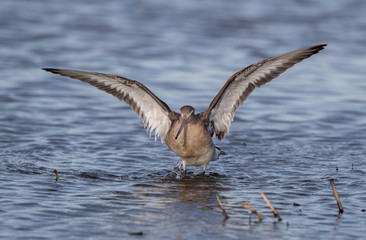 Black Tailed Godwit Wading in Water