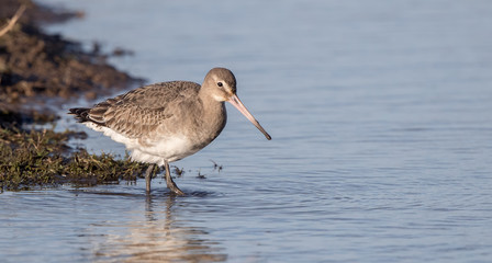 Black Tailed Godwit in Water