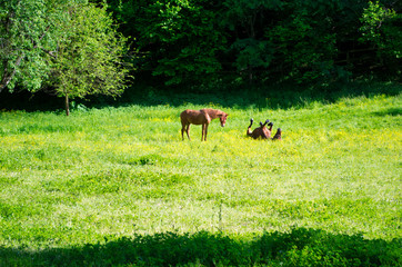 Horses Playing in a Field