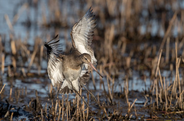 Black Tailed Godwit Wading in Water