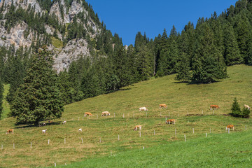 Beautiful swiss cow. Alpine meadows. Mountains.   