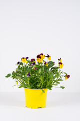 Mix of mini pansy flowers Viola cornuta (Jump Up, Mickey, White Blotch) on a white background, studio shoot
