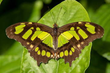 Malachite Butterfly resting on green leaf