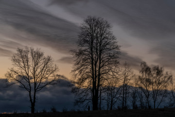 Fototapeta na wymiar Trees before color sunrise on green field near Vyhen village in south Bohemia