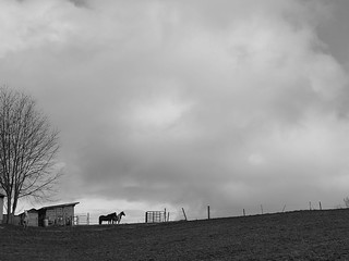 Horses and Clouds