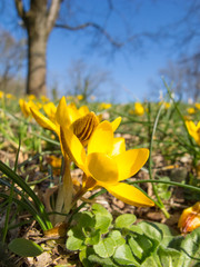 Close up of crocuses in a park