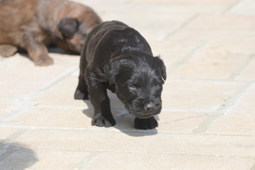 Adorable very young briard puppy shepherd dogs