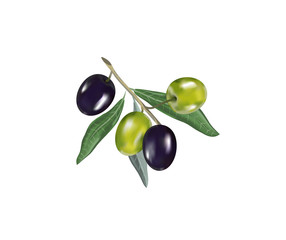 Olive oil with olive branch. Realistic 3d fruits of olives. Drop of olive oil splash.