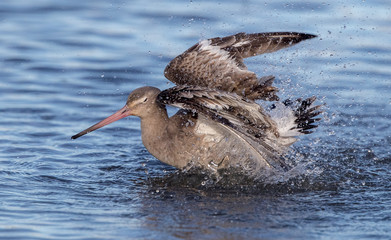 Black Tailed Godwit Wading in Water