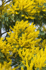 Yellow Acacia Dealbata Mimosa Flowers