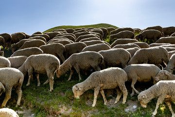 Fototapeta premium Flock of sheep grazing in the alpine meadows of France.