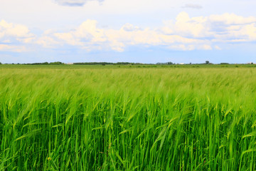 Obraz premium green wheat field against a blue sky