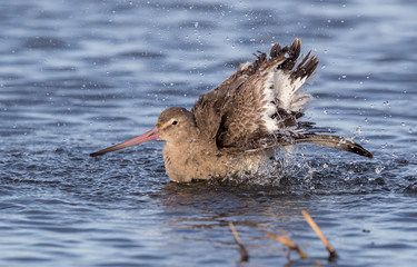 Black Tailed Godwit Washing