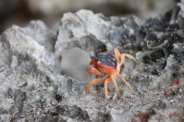 crab on the beach