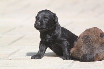 Adorable very young briard puppy shepherd dogs