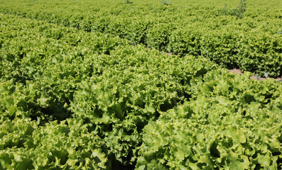 background of fresh lettuce on the field