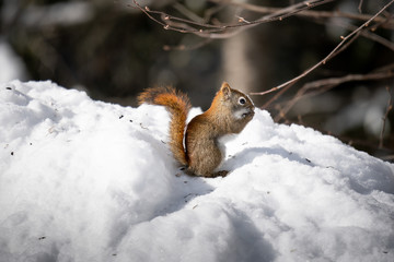 Red Squirrel During Winter, Algonquin Park.
