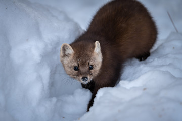 Pine Marten During Winter, Algonquin Park.