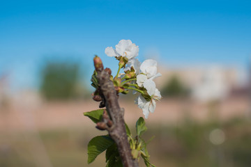 White flower opens in spring