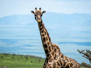Giraffes standing in Tanzania Serengeti national park