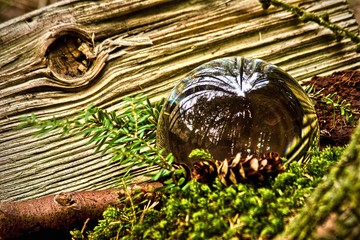 Scotland woods and forest nature art landscapes