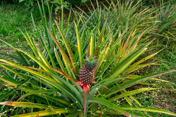 India, Karnataka, New Mangalore - December 30 2019 - The pineapple plant