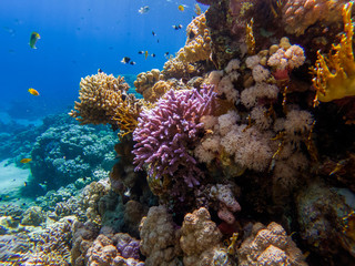 Naklejka na ściany i meble colorful corals and exotic fishes at the bottom of the Red sea. beautiful natural summer background