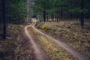 Fototapeta na wymiar Therapeutic walk in the forest. Beautiful nature in Latvia.