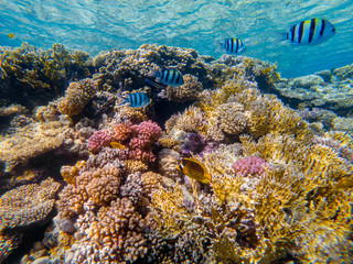 colorful corals and exotic fishes at the bottom of the Red sea. beautiful natural summer background