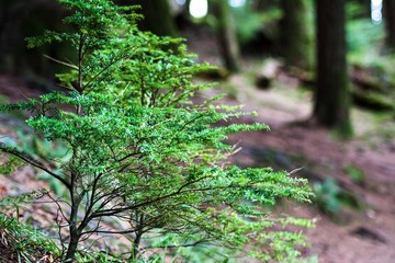 Scotland woods and forests