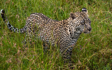 Naklejka premium Jaguar in graas in Serengeti national park Tanzania