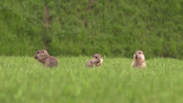 Munching ground squirrels