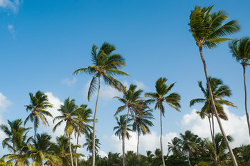 Coconut palm tree tops against blue sky