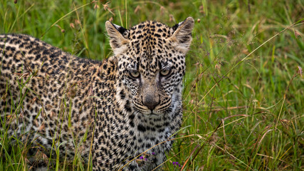 Jaguar in graas in Serengeti national park Tanzania