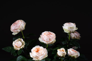 Studio shoot of white roses with beautiful 8 blooms and dark green leaves, on black background