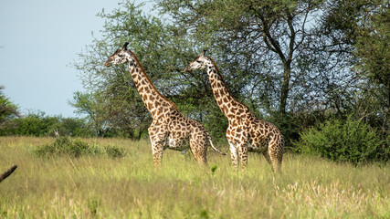 Giraffes standing in Tanzania Serengeti national park