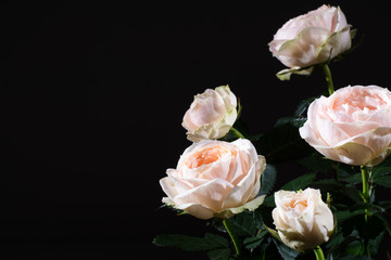 Studio shoot of white roses with beautiful 8 blooms and dark green leaves, on black background