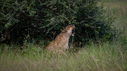 Lion yawning under a bush in Ngorogongoro national park