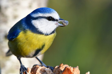 blue tit bird during winte,Czech republic