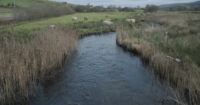 Wide shot of a small river running through a meadow with brown and white cows grassing. Typical scene in Connemara, Ireland.