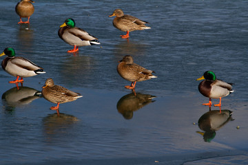Ducks on the frozen river